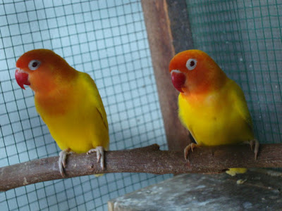 Harga Lovebird Lutino mata merah Terlengkap Terbaru 2016