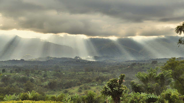 Pandora in the Congo by Albert Sánchez Piñol