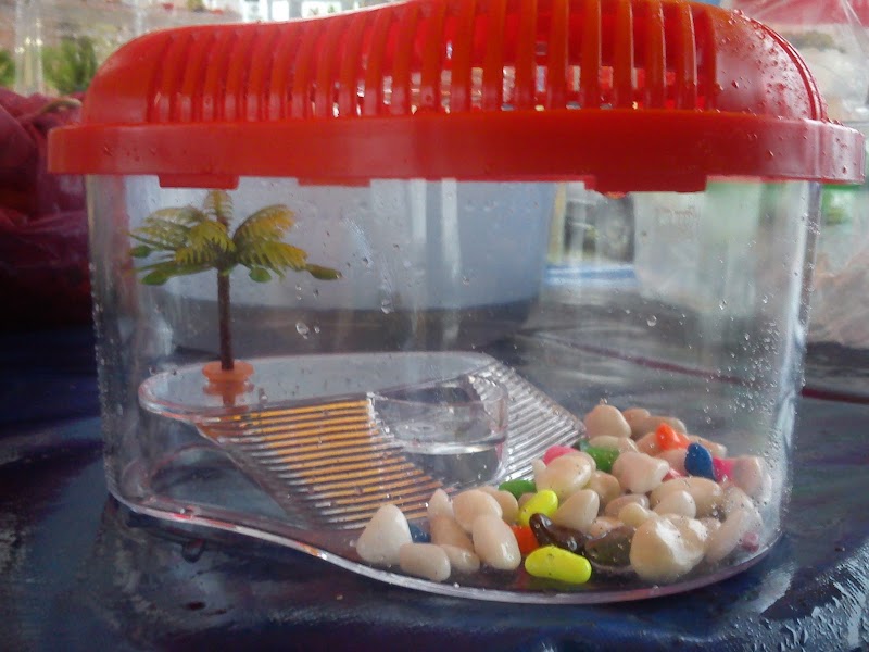Inspirasi 48+ Hiasan Aquarium Kura Kura