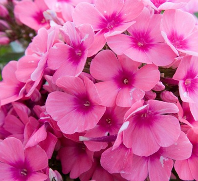 phlox