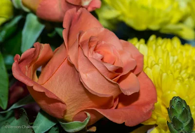 Canon EOS 70D/ EF 100mm f/2.8 Macro USM Lens -  Close-Up / Macro Flowers