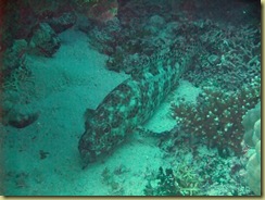 Marbled Grouper