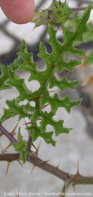 Tutía (Solanum sisymbriifolium)