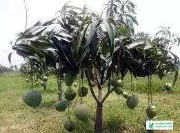 Small Mango Tree Pic - Mango Pic Download - Raw Mango Picture, Pic - mango pic -NeotericIT.com - Image no 2