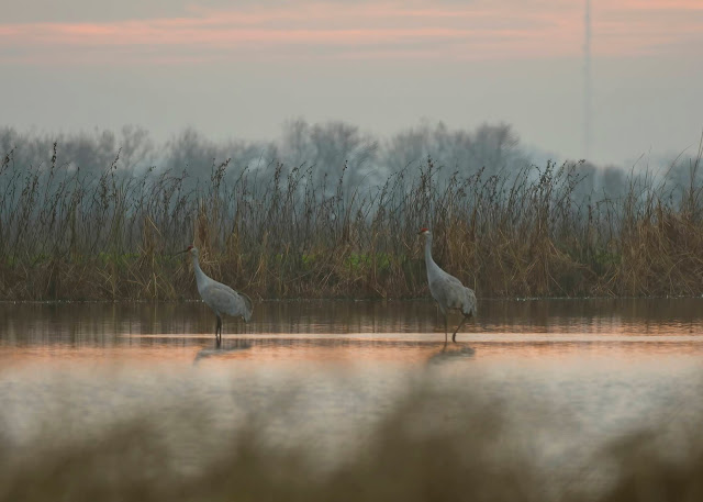 Sandhill Cranes, California, Sacramento, Cosumnes River, wildlife, nature, birdwatching, birding, birder, crane, sunset, photography, mist