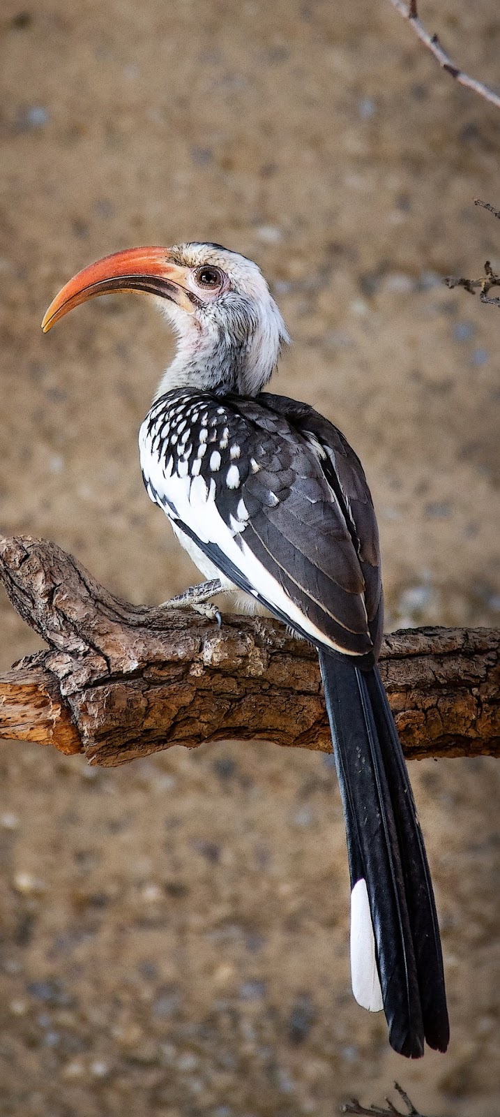 A southern yellow-billed hornbill.