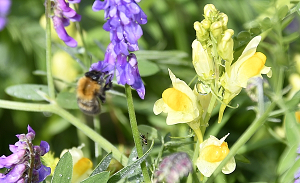 sommerblomster humle