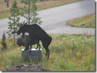 image003133