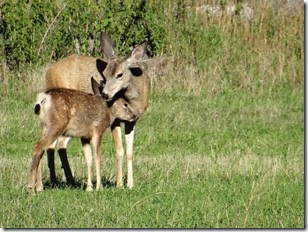 Healdhaven more deer 020