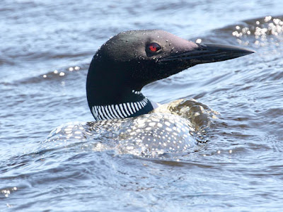 common loon facts. wallpaper common loon facts.