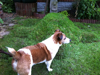 Bert guarding Wilson giant land tortoise living sculpture 