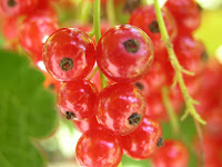 Nutrisi Buah Cranberry