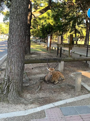 奈良公園