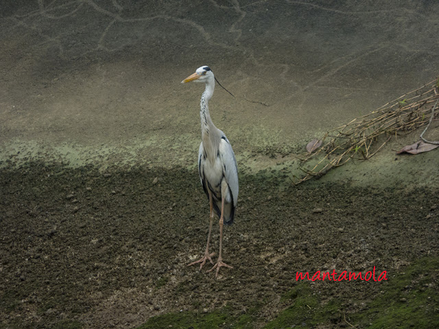 Grey Heron (Ardea cinerea)