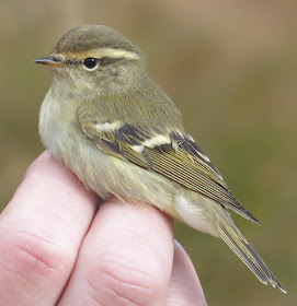 Yellow-browed Warbler at a ringing research session