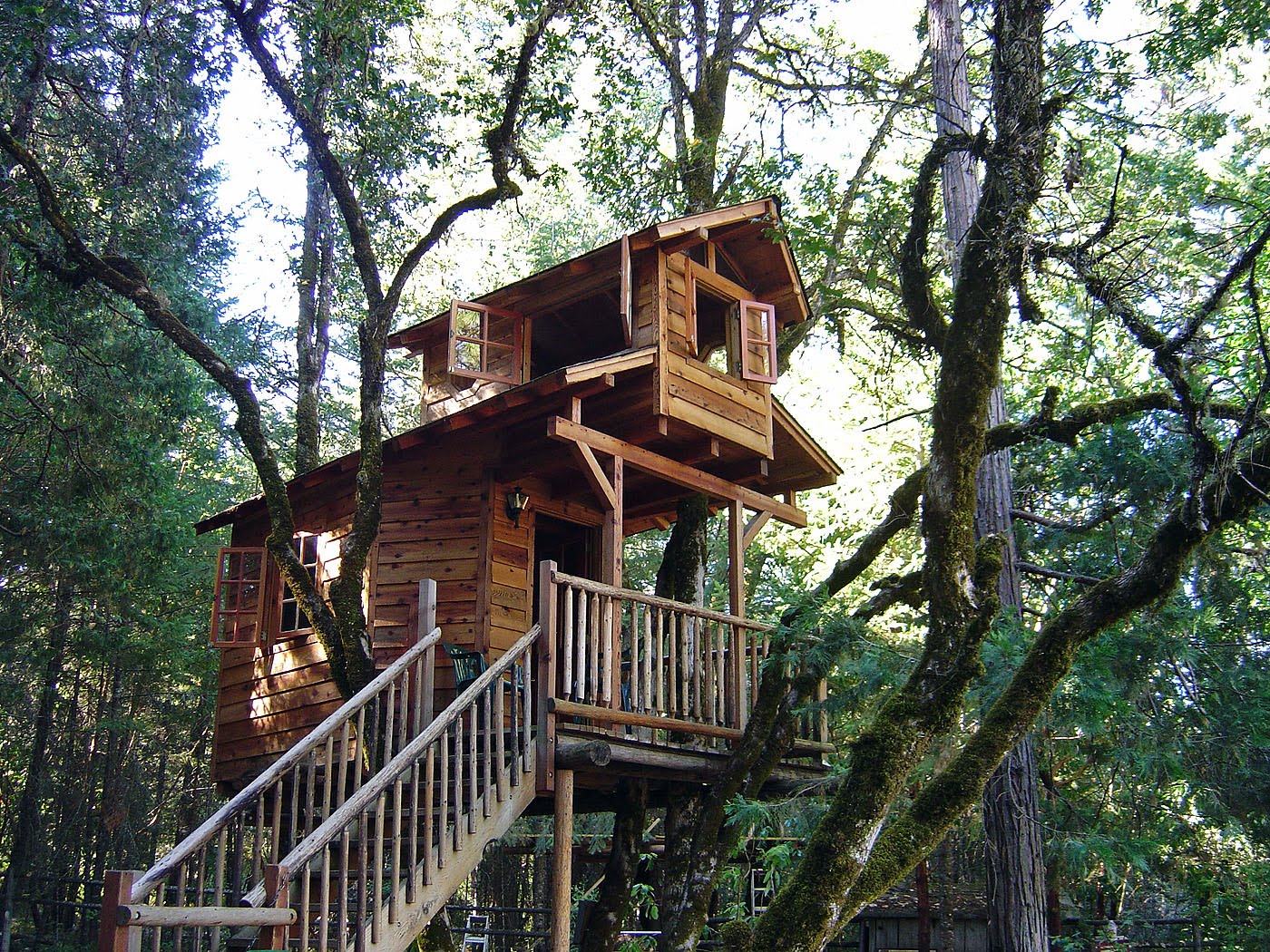 For a Bear: Tree Houses!