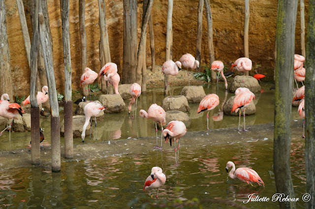 Flamands roses, Bioparc Doué-la-Fontaine