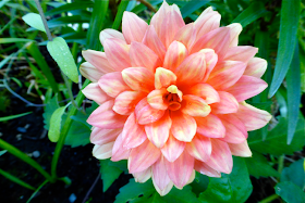 dahlia, orange dahlia, garden