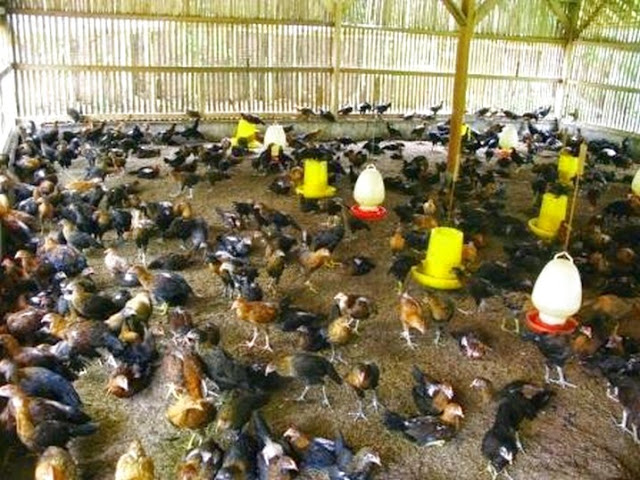 peluang usaha ternak ayam