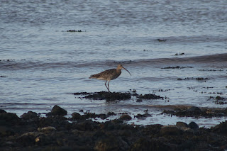 Curlew