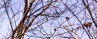 A bald eagle in a tree captured by Chris Gardiner Photography www.cgardiner.ca Kelowna Okanagan Bird of Prey