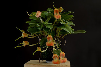 Masdevallia prodigiosa care and culture