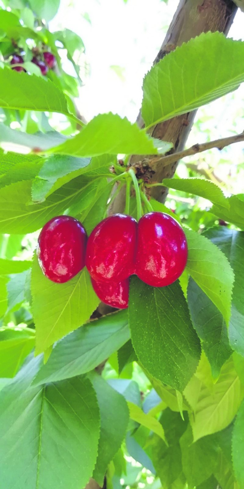 Chilenos desarrollan bloqueador para proteger a las cerezas del sol excesivo