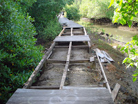 broken bridge in mangrove forest conservation center