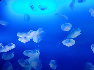 Jellyfish in aquarium 2