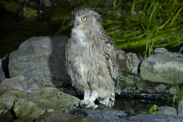 Looking for Elusive Blakiston’s Fish Owls in Ancient Forests of Primorye