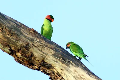  Long-tailed Parakeet (Psittacula longicauda)Mating at Temerloh Malaysia