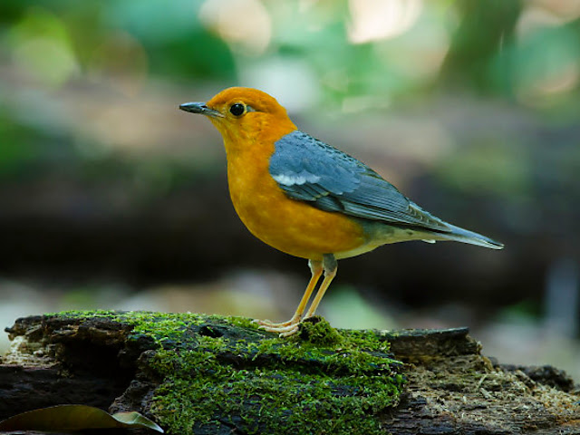 Ini Dia 6 Perbedaan Burung Anis Merah Jantan dan Betina ...