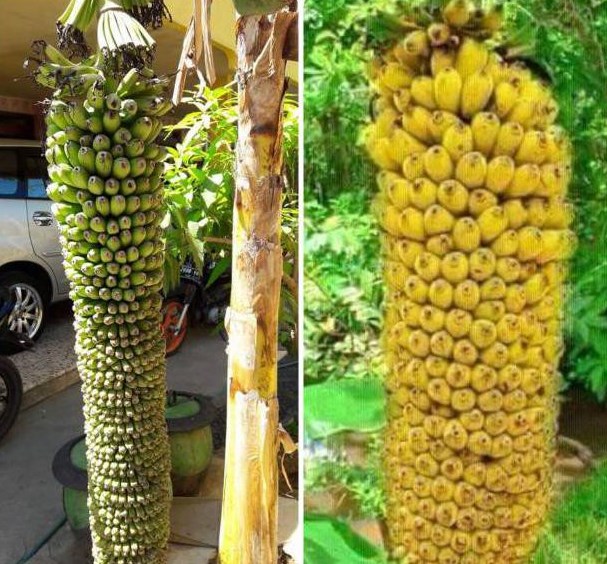 Pisang Seribu