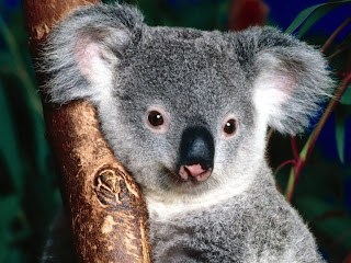 Cuddly Koala wallpaper