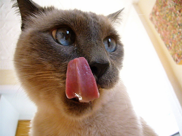 5 Cara Mengenali Suara dan Tanda-tanda Kucing Ingin Kawin