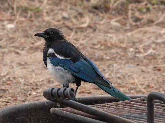 Black-billed magpie in Rocky Mountain National Park at Moraine Park Campground
