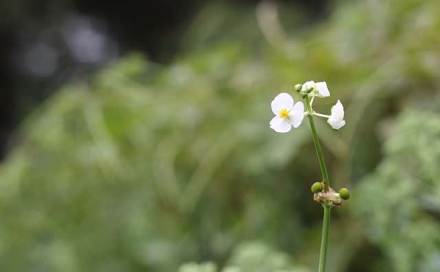 Broadleaf Arrowhead Flowers Pictures