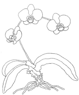 Flores para desenhar e colorir no papel - desenhos de orquideas