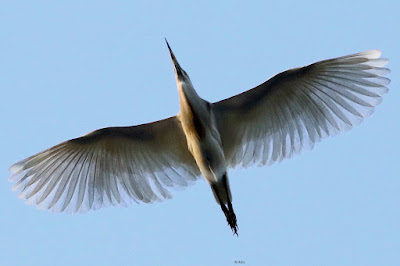 Indian Pond-Heron