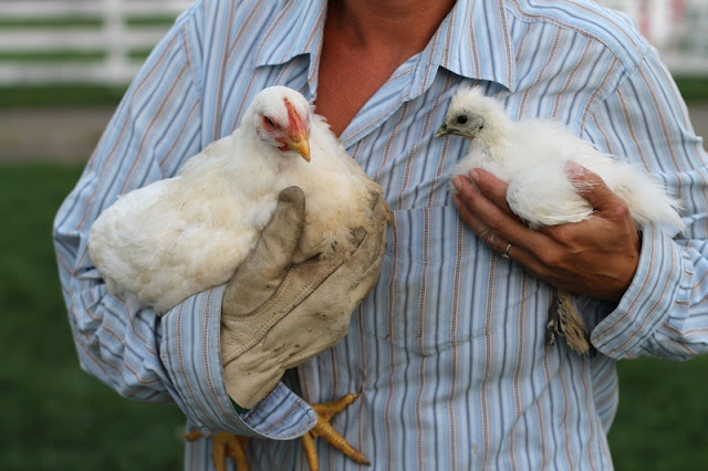 Broiler chick day 44 next to Bantam Silkie chick day 38