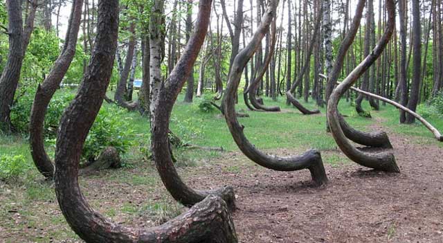 Hutan Bengkok, Polandia