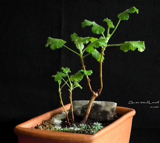 Miniature living pelargonium bonsai Snowflake