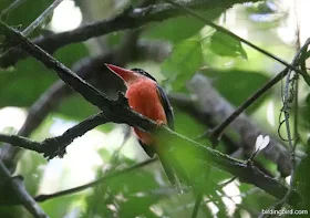 Rainforest birding tour in Tambrauw regency