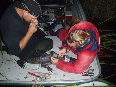 Fitting satellite tags to alligators