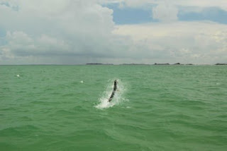 jumping tarpon