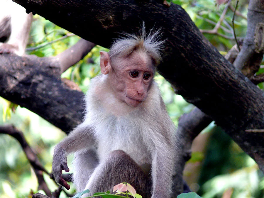 varities of animal baby bonnet macaque wiki