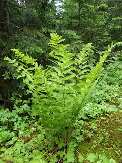 Osmonde de Clayton - Osmunda claytoniana