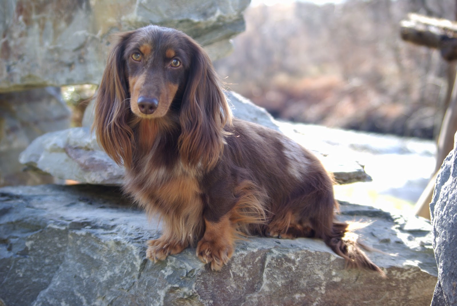 Long Hair Sires Reevesdachs Miniature Dachshunds