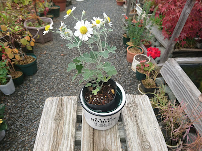 立派な鉢植え