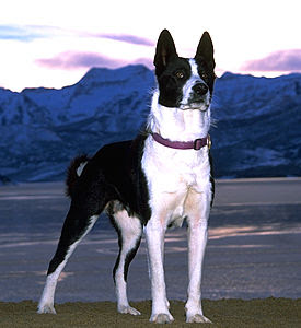 McNab Dog ~ Dog Breeds Database